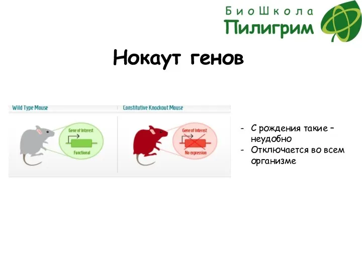 Нокаут генов С рождения такие – неудобно Отключается во всем организме