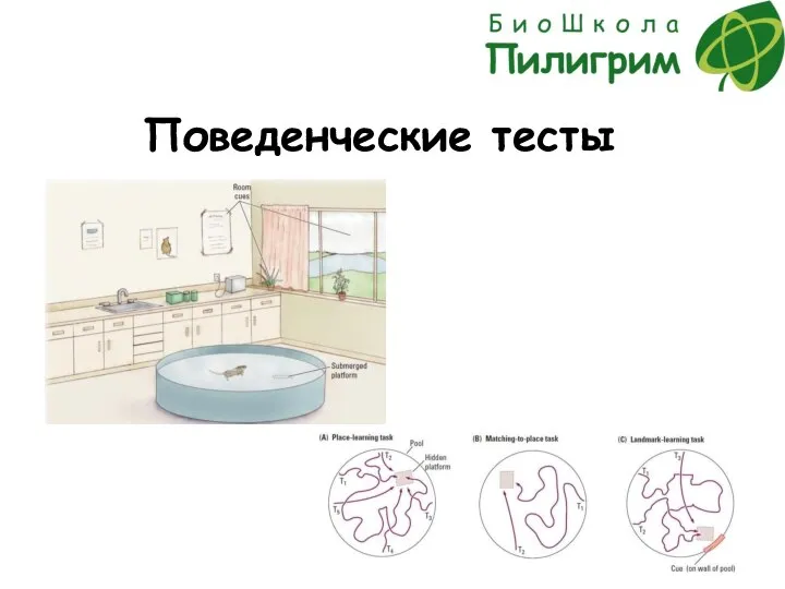 Поведенческие тесты