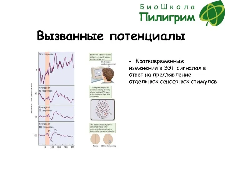 Вызванные потенциалы Кратковременные изменения в ЭЭГ сигналах в ответ на предъявление отдельных сенсорных стимулов