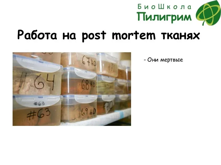 Работа на post mortem тканях - Они мертвые