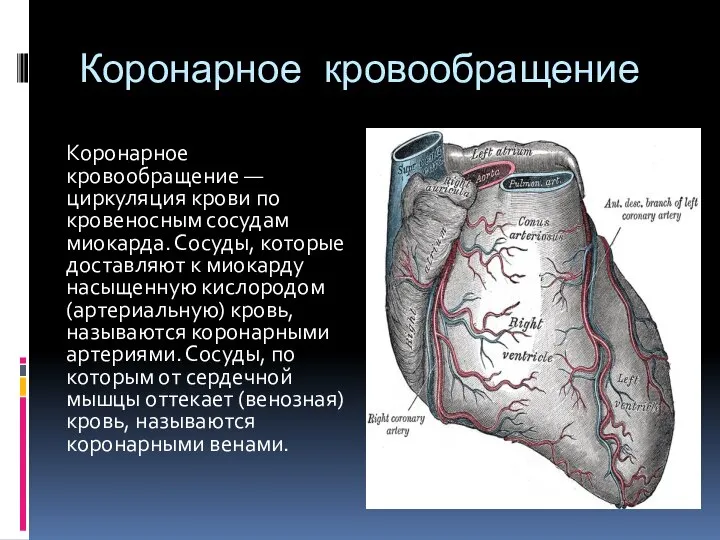 Коронарное кровообращение Коронарное кровообращение — циркуляция крови по кровеносным сосудам миокарда. Сосуды,