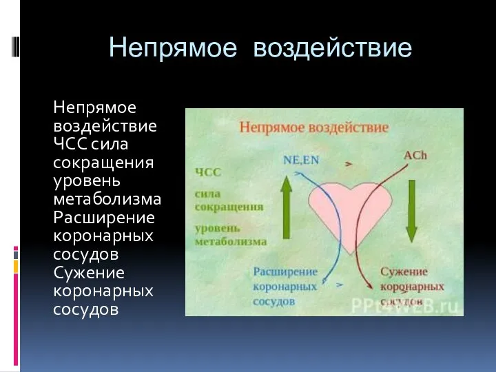 Непрямое воздействие Непрямое воздействие ЧСС сила сокращения уровень метаболизма Расширение коронарных сосудов Сужение коронарных сосудов