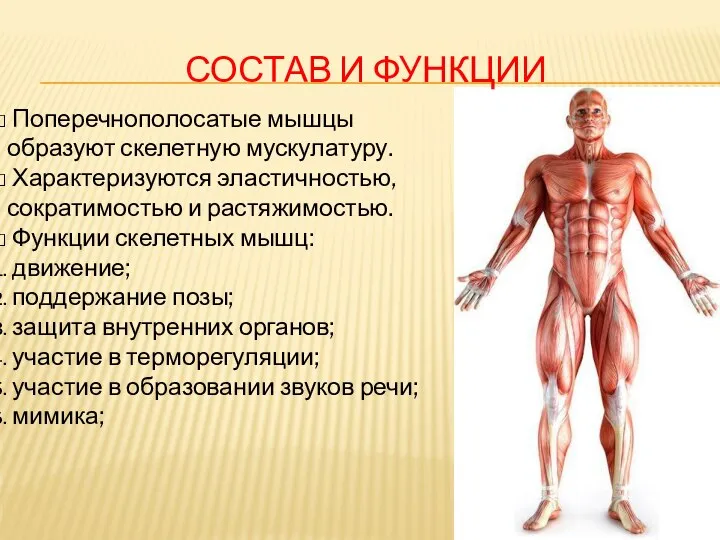 СОСТАВ И ФУНКЦИИ Поперечнополосатые мышцы образуют скелетную мускулатуру. Характеризуются эластичностью, сократимостью и