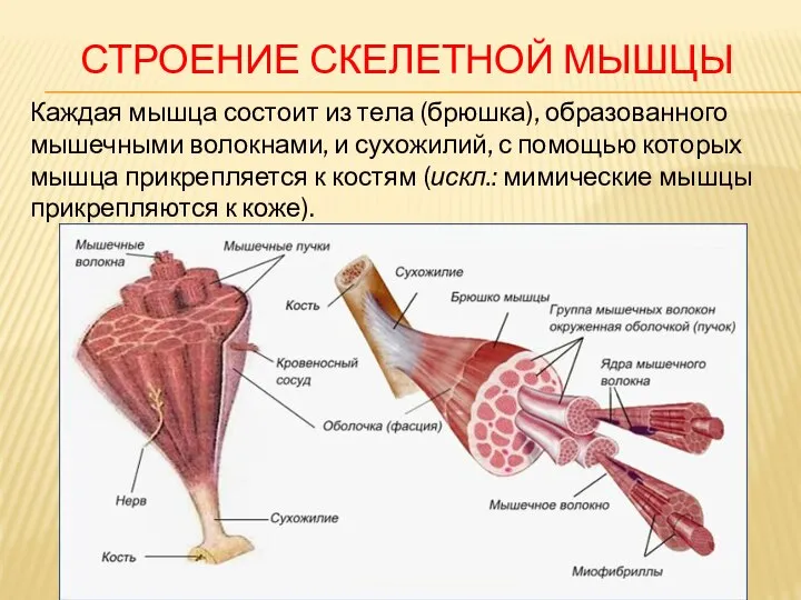 СТРОЕНИЕ СКЕЛЕТНОЙ МЫШЦЫ Каждая мышца состоит из тела (брюшка), образованного мышечными волокнами,