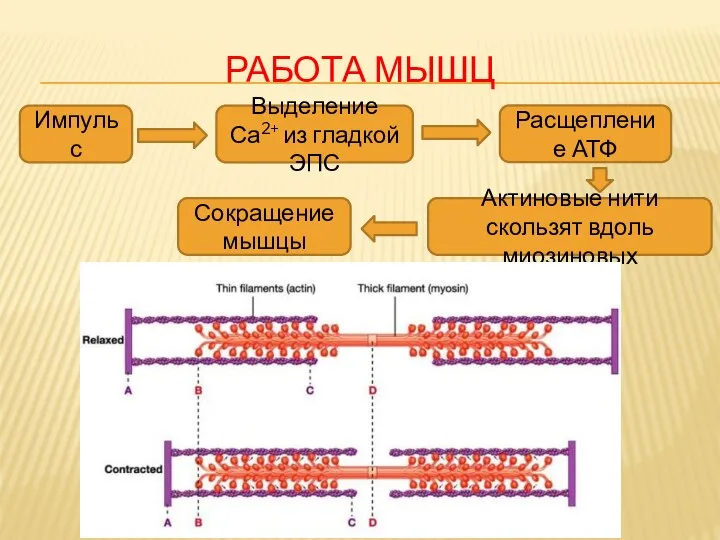 РАБОТА МЫШЦ Импульс Выделение Са2+ из гладкой ЭПС Сокращение мышцы Актиновые нити