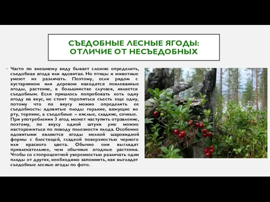 СЪЕДОБНЫЕ ЛЕСНЫЕ ЯГОДЫ: ОТЛИЧИЕ ОТ НЕСЪЕДОБНЫХ Часто по внешнему виду бывает сложно