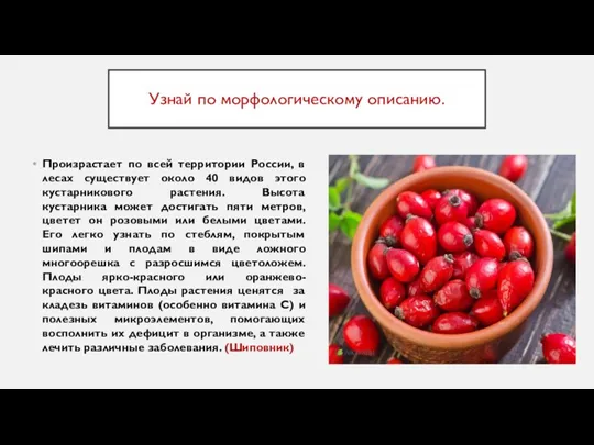 Узнай по морфологическому описанию. Произрастает по всей территории России, в лесах существует