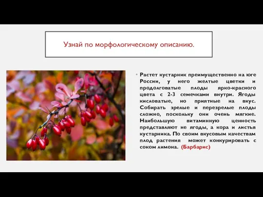 Узнай по морфологическому описанию. Растет кустарник преимущественно на юге России, у него