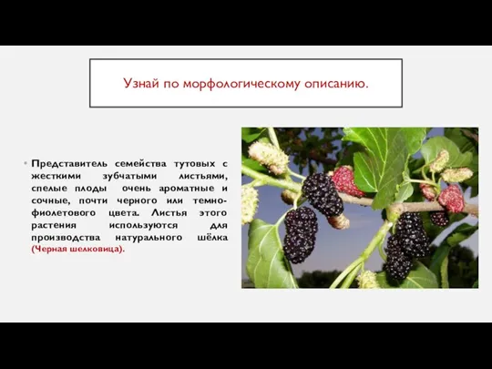 Узнай по морфологическому описанию. Представитель семейства тутовых с жесткими зубчатыми листьями, спелые