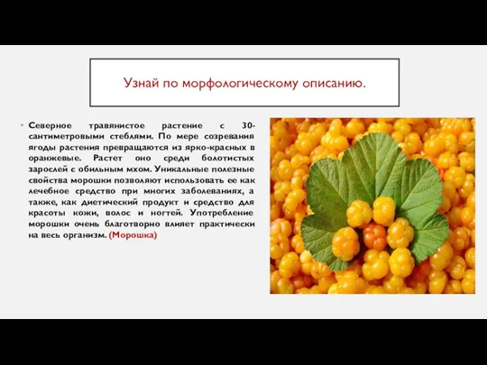 Узнай по морфологическому описанию. Северное травянистое растение с 30-сантиметровыми стеблями. По мере