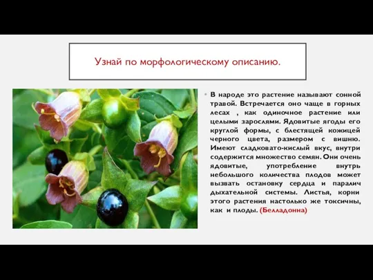 Узнай по морфологическому описанию. В народе это растение называют сонной травой. Встречается