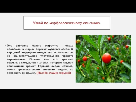 Узнай по морфологическому описанию. Это растение можно встретить около водоемов, в сырых