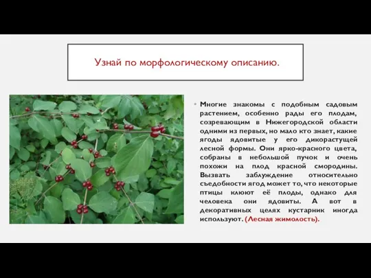 Узнай по морфологическому описанию. Многие знакомы с подобным садовым растением, особенно рады