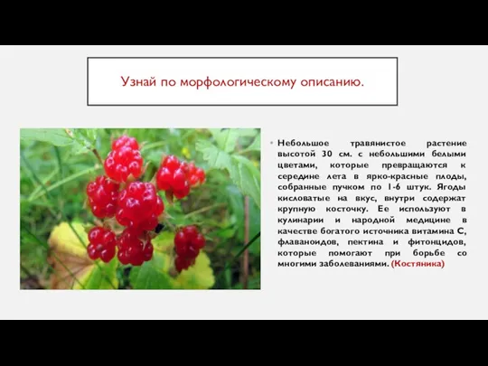 Узнай по морфологическому описанию. Небольшое травянистое растение высотой 30 см. с небольшими