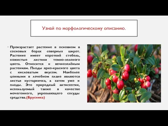 Узнай по морфологическому описанию. Произрастает растение в основном в сосновых борах северных