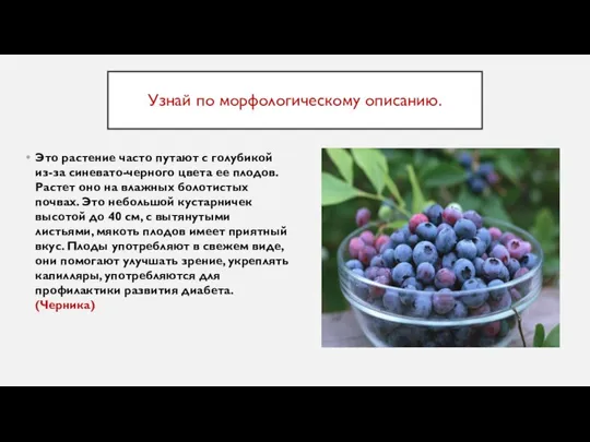 Узнай по морфологическому описанию. Это растение часто путают с голубикой из-за синевато-черного