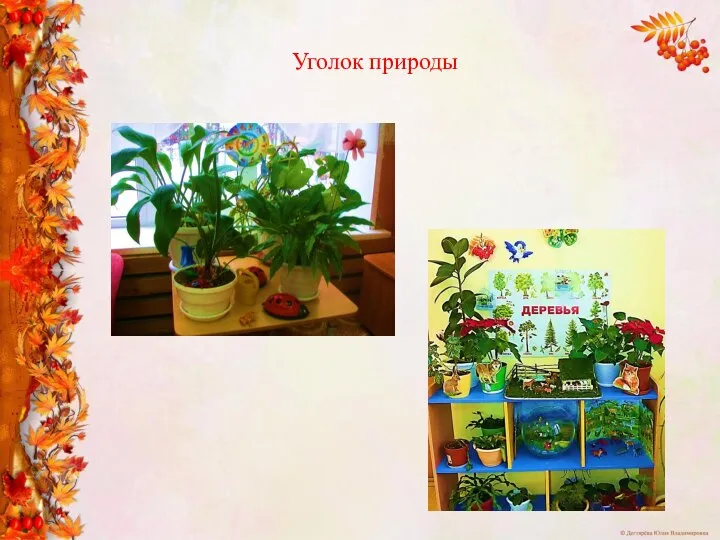 Уголок природы