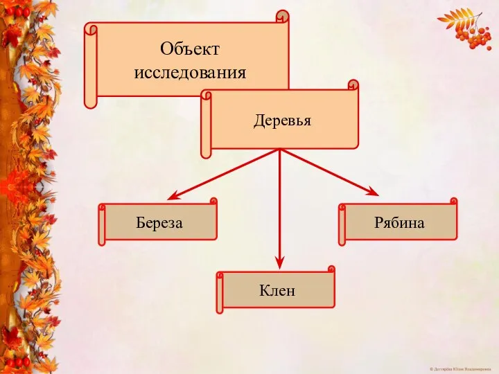 Объект исследования Деревья Береза Рябина Клен