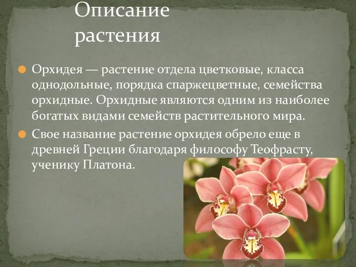 Описание растения Орхидея — растение отдела цветковые, класса однодольные, порядка спаржецветные, семейства