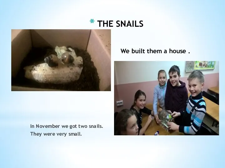 In November we got two snails. They were very small. We built