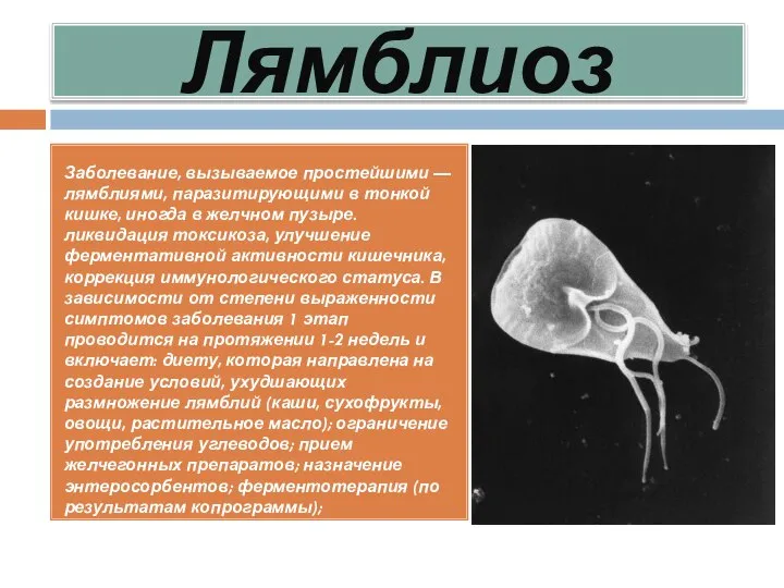 Лямблиоз Заболевание, вызываемое простейшими — лямблиями, паразитирующими в тонкой кишке, иногда в