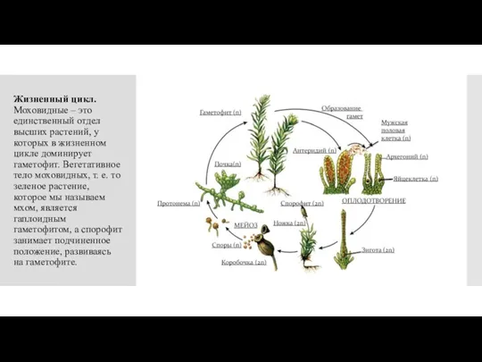 Жизненный цикл. Моховидные – это единственный отдел высших растений, у которых в