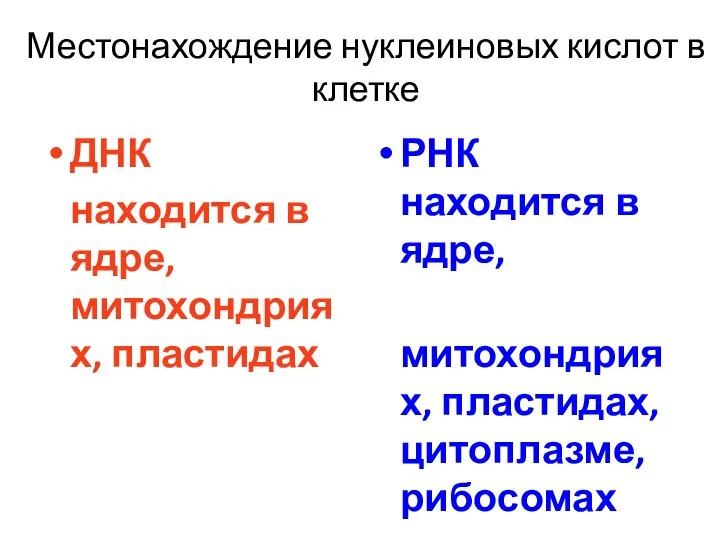 Местонахождение нуклеиновых кислот в клетке ДНК находится в ядре, митохондриях, пластидах РНК