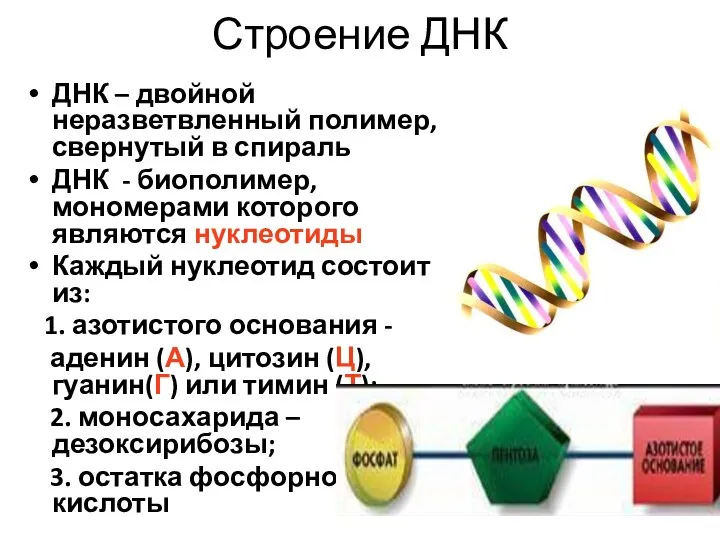 Строение ДНК ДНК – двойной неразветвленный полимер, свернутый в спираль ДНК -