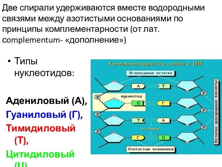 Две спирали удерживаются вместе водородными связями между азотистыми основаниями по принципы комплементарности