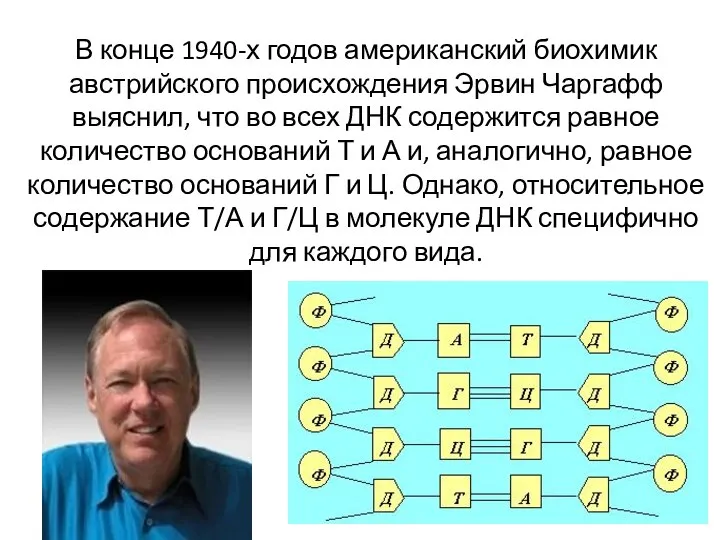 В конце 1940-х годов американский биохимик австрийского происхождения Эрвин Чаргафф выяснил, что