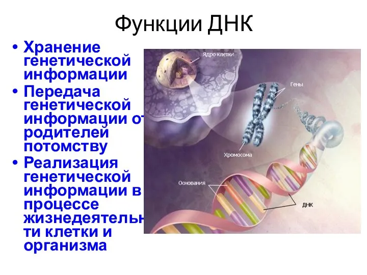 Функции ДНК Хранение генетической информации Передача генетической информации от родителей потомству Реализация