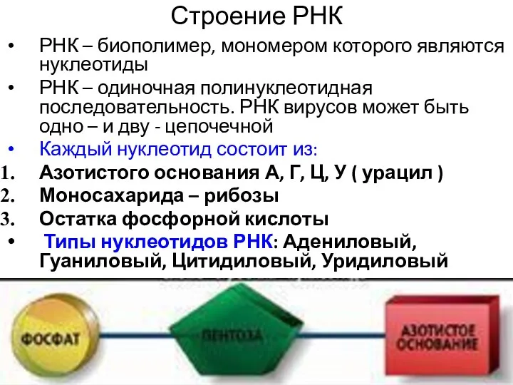 Строение РНК РНК – биополимер, мономером которого являются нуклеотиды РНК – одиночная