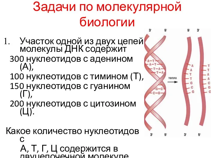 Задачи по молекулярной биологии Участок одной из двух цепей молекулы ДНК содержит