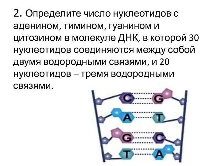 2. Определите число нуклеотидов с аденином, тимином, гуанином и цитозином в молекуле