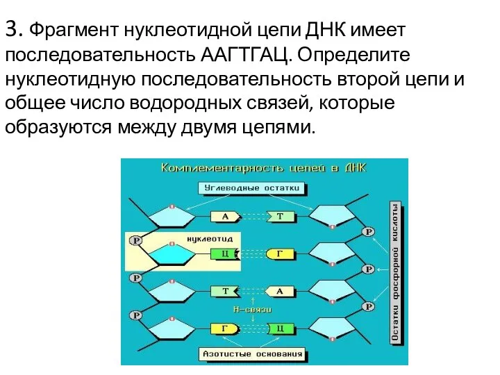 3. Фрагмент нуклеотидной цепи ДНК имеет последовательность ААГТГАЦ. Определите нуклеотидную последовательность второй