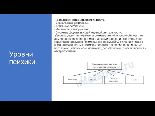 Уровни психики. 3. Высшая нервная деятельность: - Безусловные рефлексы. - Условные рефлексы.