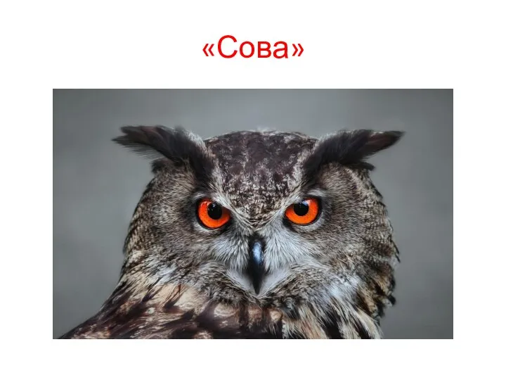 «Сова»