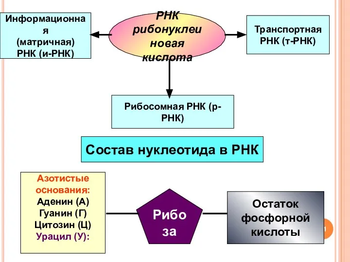 РНК рибонуклеиновая кислота Состав нуклеотида в РНК Азотистые основания: Аденин (А) Гуанин