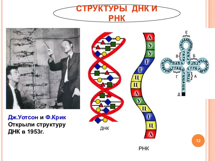 СТРУКТУРЫ ДНК И РНК Дж.Уотсон и Ф.Крик Открыли структуру ДНК в 1953г.