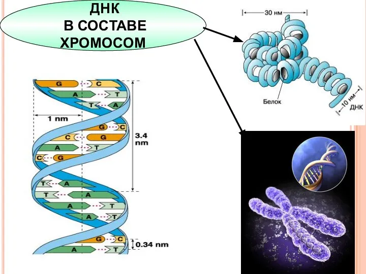 ДНК В СОСТАВЕ ХРОМОСОМ