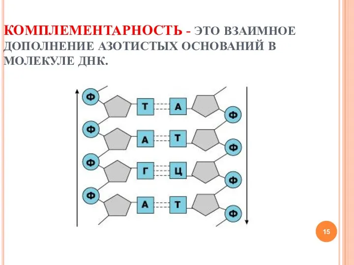 КОМПЛЕМЕНТАРНОСТЬ - ЭТО ВЗАИМНОЕ ДОПОЛНЕНИЕ АЗОТИСТЫХ ОСНОВАНИЙ В МОЛЕКУЛЕ ДНК.