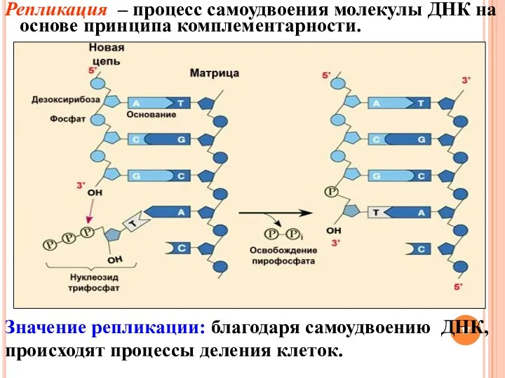 Репликация – процесс самоудвоения молекулы ДНК на основе принципа комплементарности. Значение репликации: