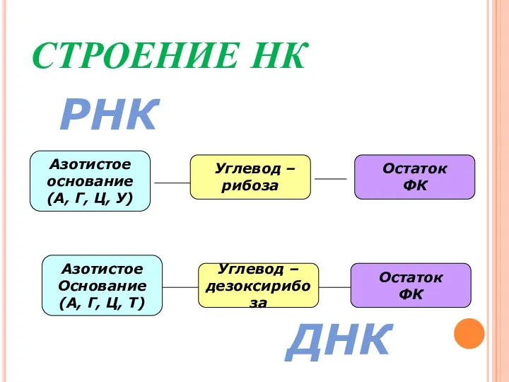 СТРОЕНИЕ НК Углевод – дезоксирибоза Азотистое Основание (А, Г, Ц, Т) Остаток