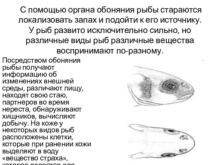 С помощью органа обоняния рыбы стараются локализовать запах и подойти к его