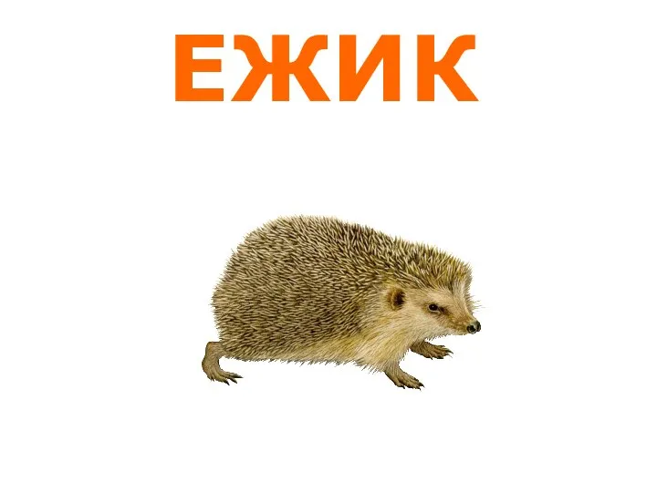 ЕЖИК