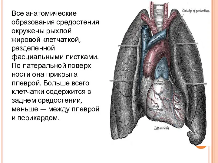 Все анатомические образования средостения окружены рыхлой жировой клетчаткой, разделенной фасциальными листками. По