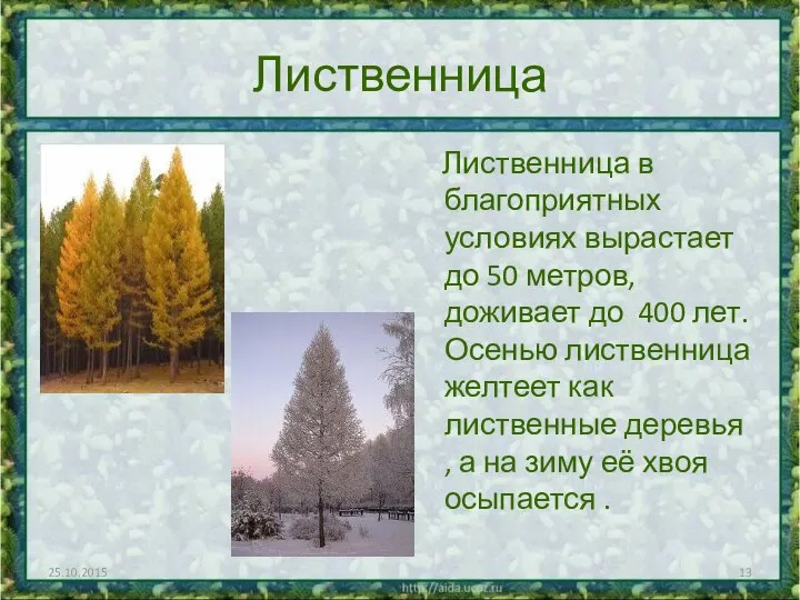 Лиственница Лиственница в благоприятных условиях вырастает до 50 метров, доживает до 400