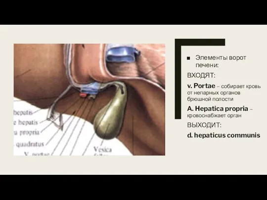 Элементы ворот печени: ВХОДЯТ: v. Portae – собирает кровь от непарных органов