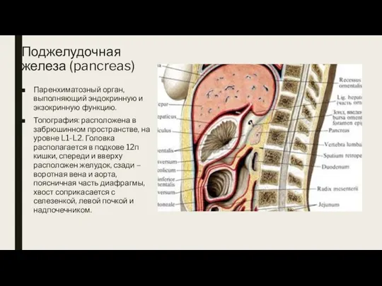 Поджелудочная железа (pancreas) Паренхиматозный орган, выполняющий эндокринную и экзокринную функцию. Топография: расположена
