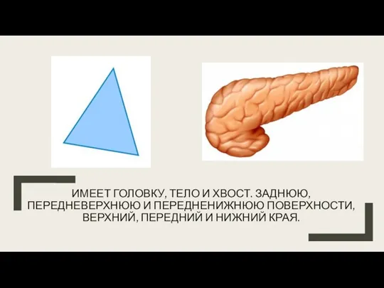 ИМЕЕТ ГОЛОВКУ, ТЕЛО И ХВОСТ. ЗАДНЮЮ, ПЕРЕДНЕВЕРХНЮЮ И ПЕРЕДНЕНИЖНЮЮ ПОВЕРХНОСТИ, ВЕРХНИЙ, ПЕРЕДНИЙ И НИЖНИЙ КРАЯ.